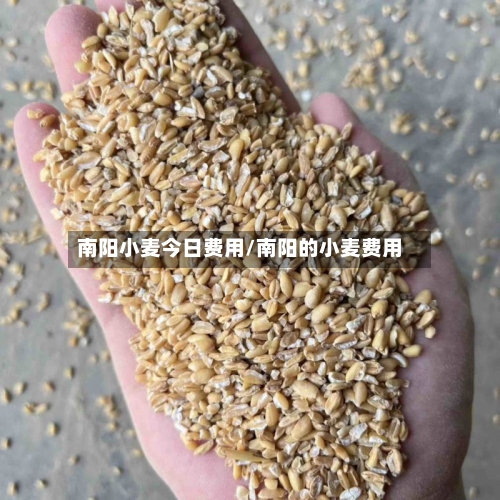 南阳小麦今日费用/南阳的小麦费用