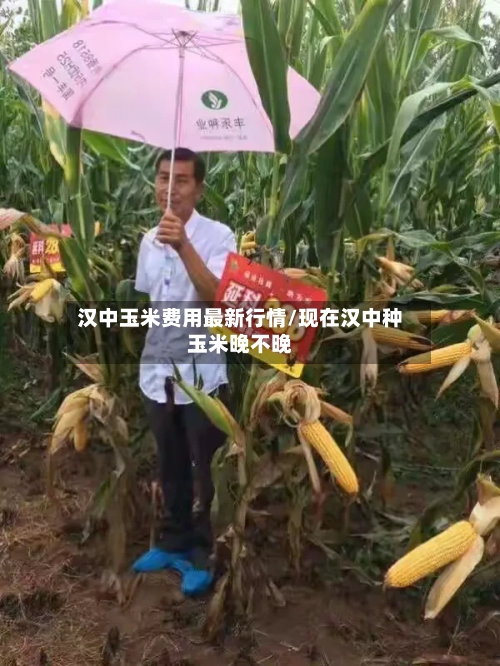 汉中玉米费用最新行情/现在汉中种玉米晚不晚