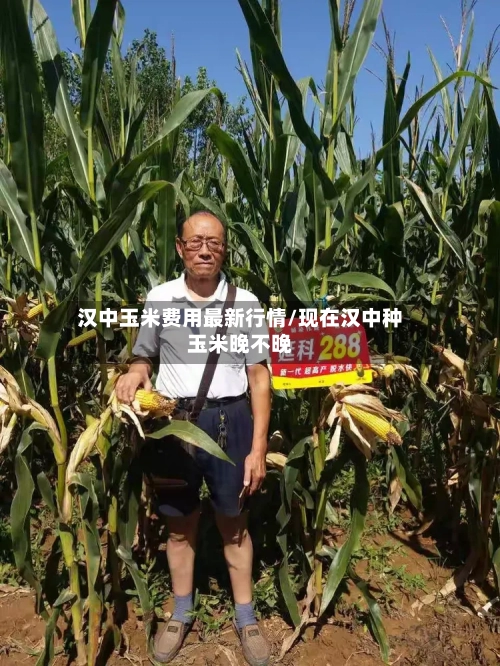 汉中玉米费用最新行情/现在汉中种玉米晚不晚-第2张图片
