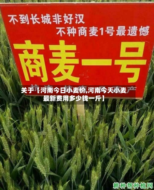 关于【河南今日小麦价,河南今天小麦最新费用多少钱一斤】-第2张图片