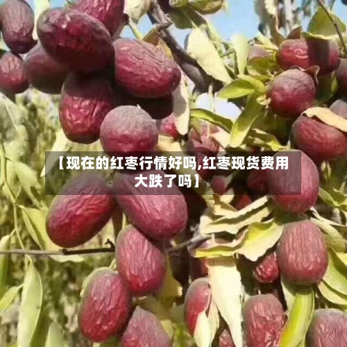 【现在的红枣行情好吗,红枣现货费用大跌了吗】