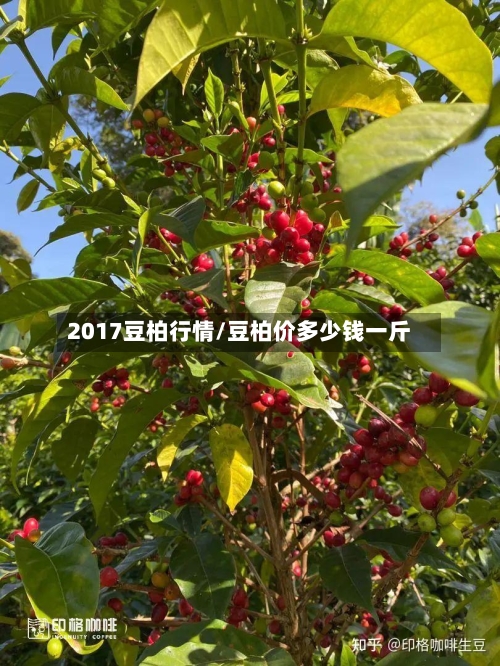 2017豆柏行情/豆柏价多少钱一斤