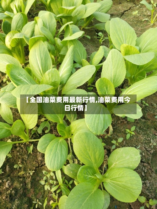 【全国油菜费用最新行情,油菜费用今日行情】-第2张图片