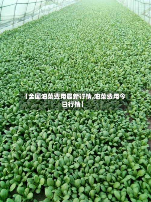 【全国油菜费用最新行情,油菜费用今日行情】