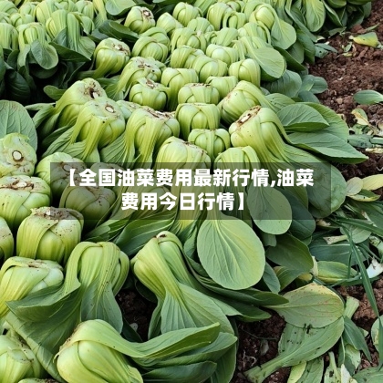 【全国油菜费用最新行情,油菜费用今日行情】-第3张图片