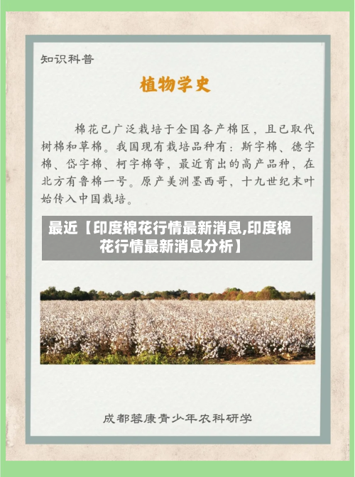 最近【印度棉花行情最新消息,印度棉花行情最新消息分析】-第2张图片