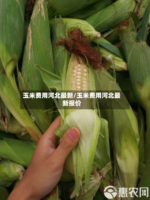 玉米费用河北最新/玉米费用河北最新报价-第2张图片