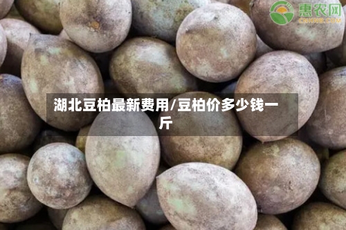 湖北豆柏最新费用/豆柏价多少钱一斤