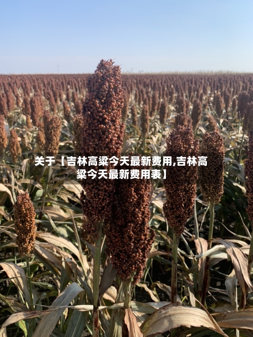 关于【吉林高粱今天最新费用,吉林高粱今天最新费用表】