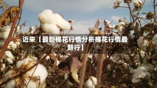 近来【最新棉花行情分析棉花行情最新行】