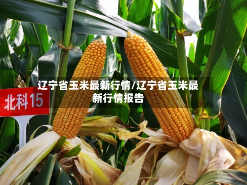 辽宁省玉米最新行情/辽宁省玉米最新行情报告-第2张图片
