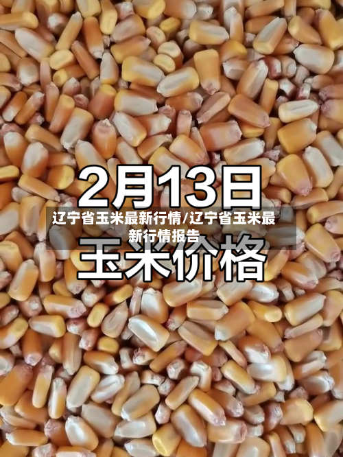 辽宁省玉米最新行情/辽宁省玉米最新行情报告-第3张图片