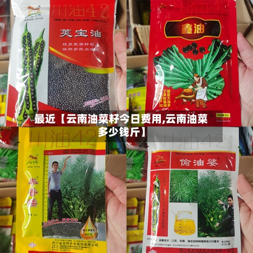 最近【云南油菜籽今日费用,云南油菜多少钱斤】-第3张图片