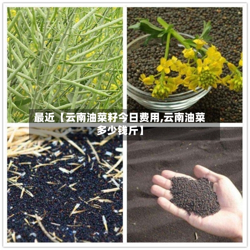 最近【云南油菜籽今日费用,云南油菜多少钱斤】-第2张图片