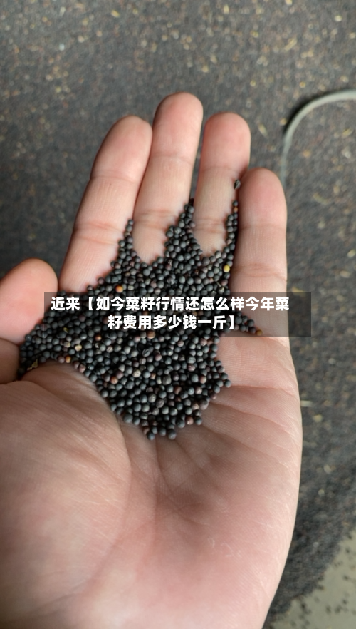 近来【如今菜籽行情还怎么样今年菜籽费用多少钱一斤】-第2张图片