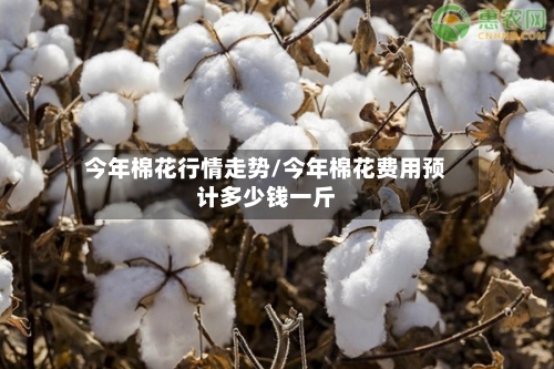 今年棉花行情走势/今年棉花费用预计多少钱一斤-第3张图片