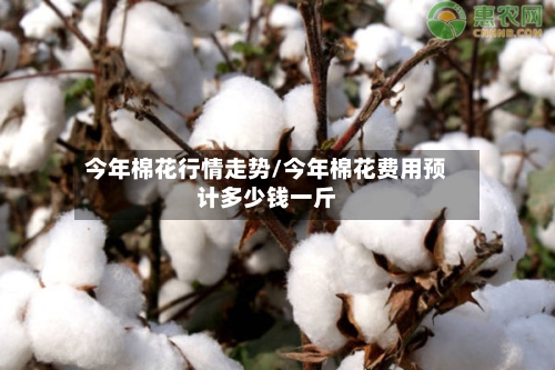 今年棉花行情走势/今年棉花费用预计多少钱一斤