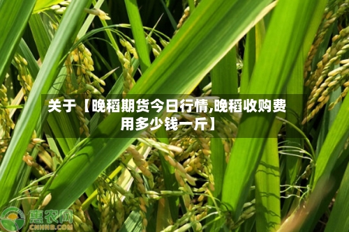 关于【晚稻期货今日行情,晚稻收购费用多少钱一斤】