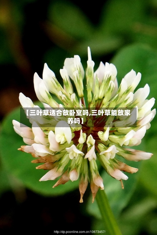 【三叶草适合放卧室吗,三叶草能放家养吗】-第2张图片