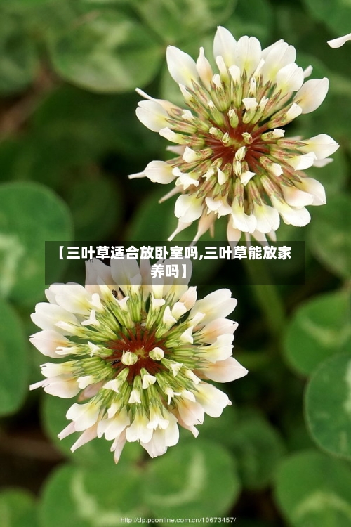 【三叶草适合放卧室吗,三叶草能放家养吗】