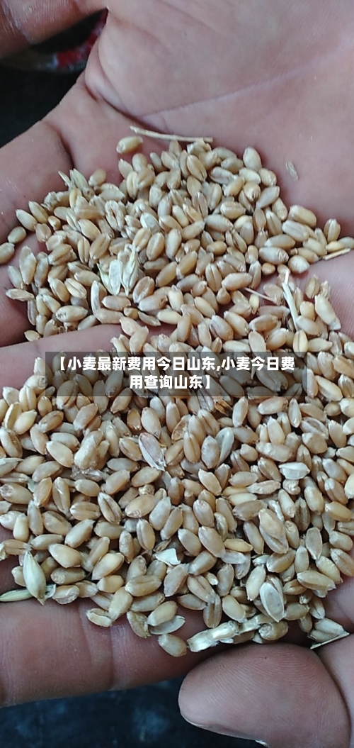 【小麦最新费用今日山东,小麦今日费用查询山东】-第2张图片