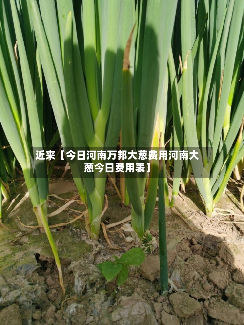 近来【今日河南万邦大葱费用河南大葱今日费用表】-第3张图片