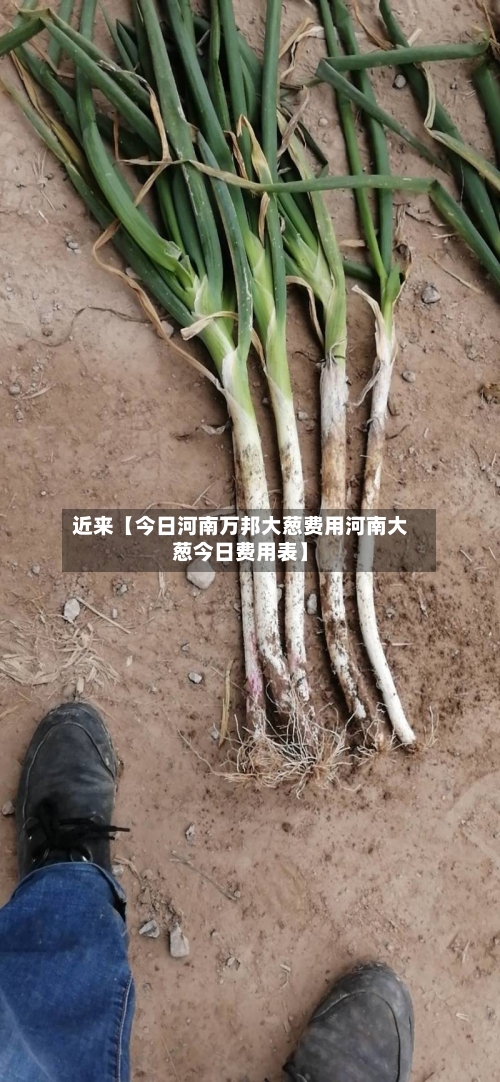 近来【今日河南万邦大葱费用河南大葱今日费用表】-第2张图片