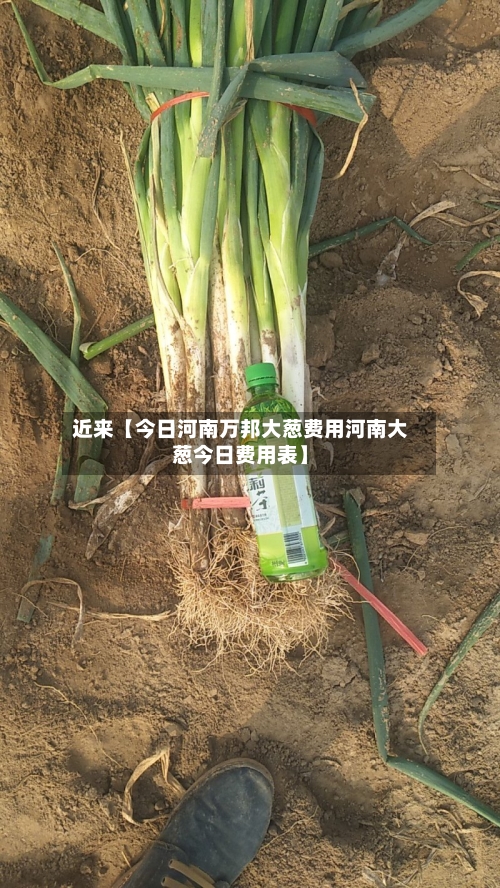 近来【今日河南万邦大葱费用河南大葱今日费用表】