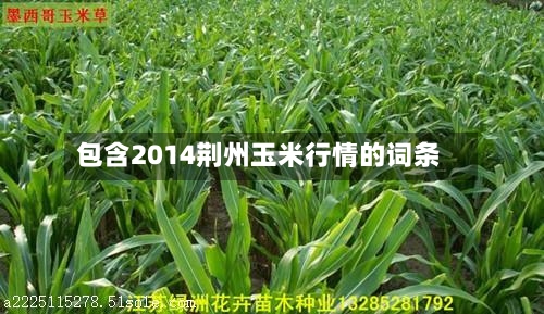 包含2014荆州玉米行情的词条-第3张图片
