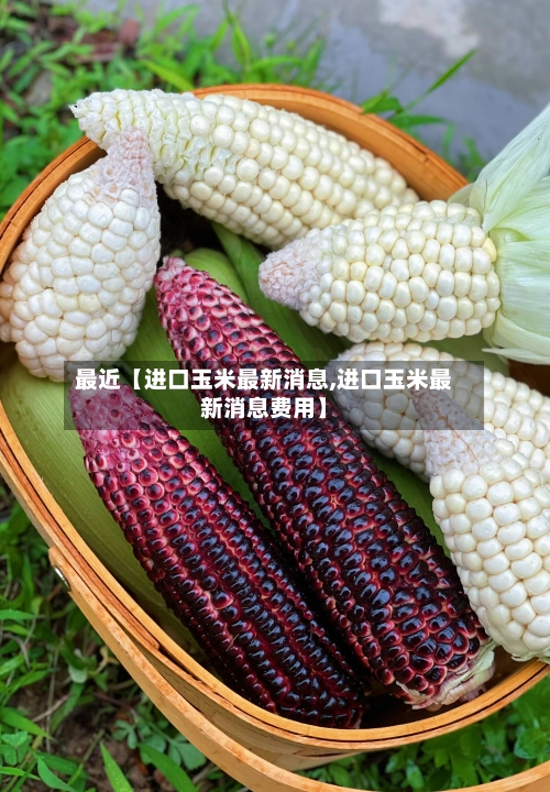 最近【进口玉米最新消息,进口玉米最新消息费用】-第2张图片