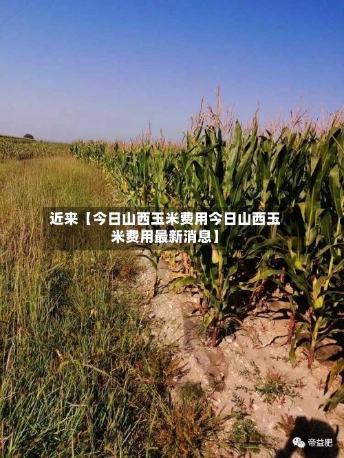 近来【今日山西玉米费用今日山西玉米费用最新消息】
