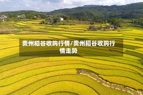 贵州稻谷收购行情/贵州稻谷收购行情走势
