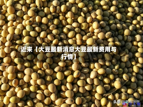 近来【大豆最新消息大豆最新费用与行情】