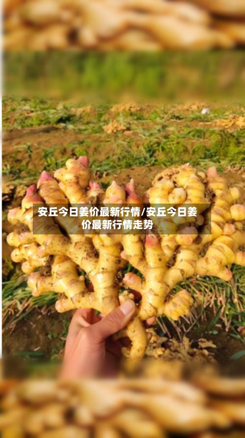 安丘今日姜价最新行情/安丘今日姜价最新行情走势-第2张图片