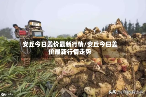 安丘今日姜价最新行情/安丘今日姜价最新行情走势