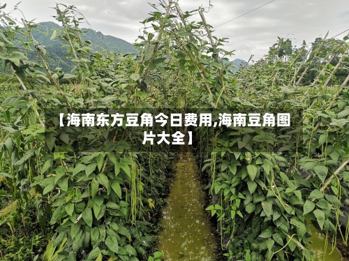 【海南东方豆角今日费用,海南豆角图片大全】