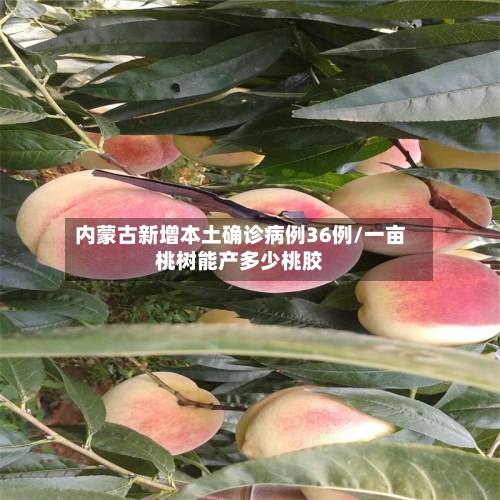 内蒙古新增本土确诊病例36例/一亩桃树能产多少桃胶