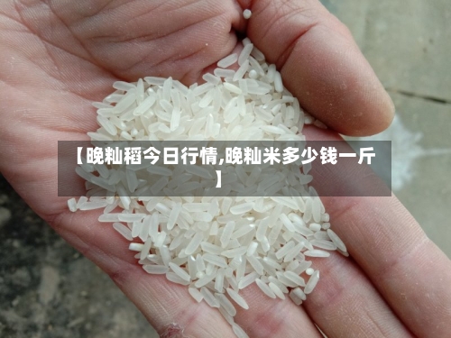 【晚籼稻今日行情,晚籼米多少钱一斤】