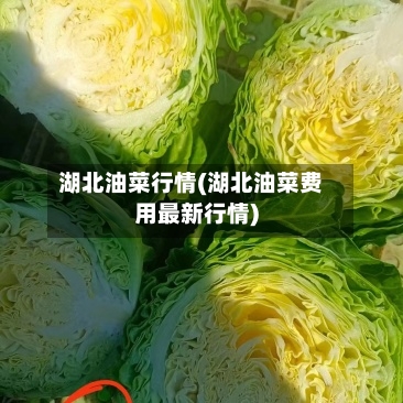 湖北油菜行情(湖北油菜费用最新行情)