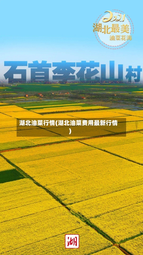 湖北油菜行情(湖北油菜费用最新行情)-第2张图片