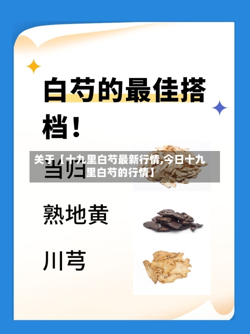 关于【十九里白芍最新行情,今日十九里白芍的行情】