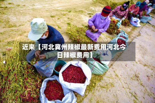 近来【河北冀州辣椒最新费用河北今日辣椒费用】
