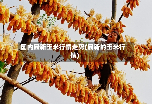 国内最新玉米行情走势(最新的玉米行情)-第3张图片
