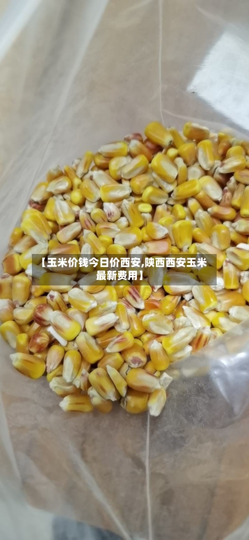 【玉米价钱今日价西安,陕西西安玉米最新费用】-第2张图片