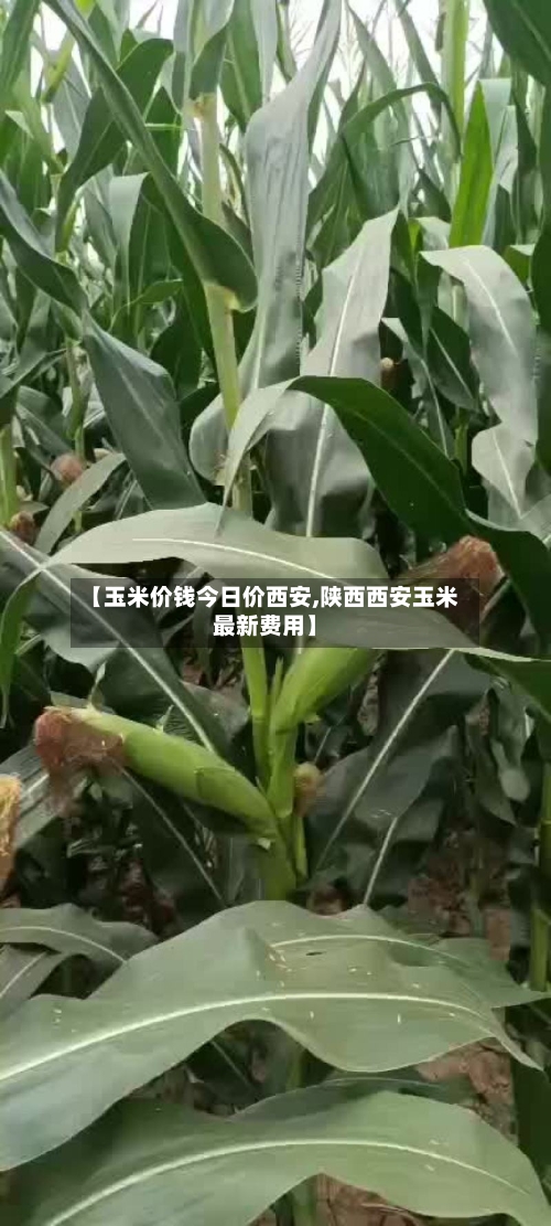 【玉米价钱今日价西安,陕西西安玉米最新费用】