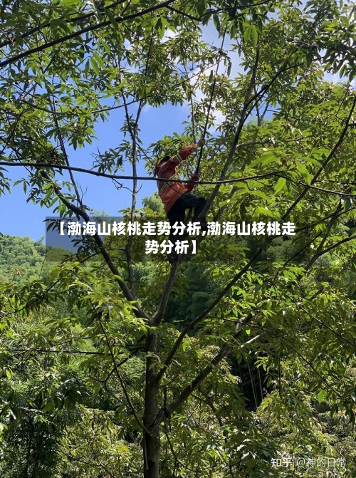 【渤海山核桃走势分析,渤海山核桃走势分析】-第2张图片