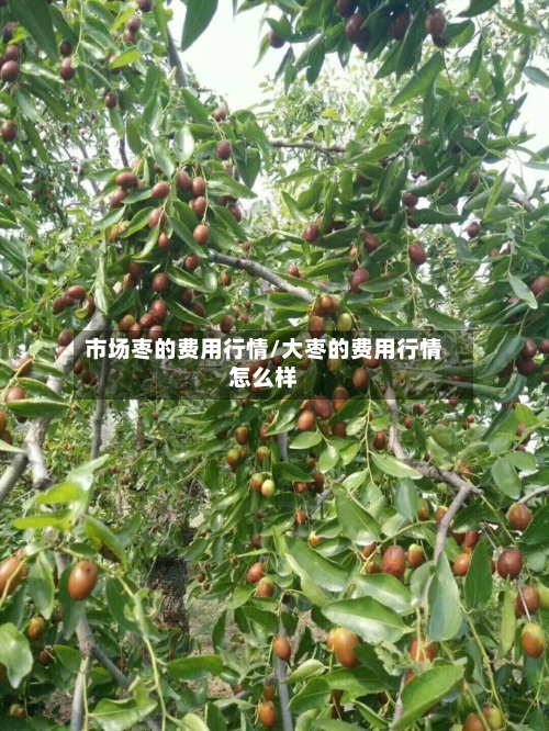 市场枣的费用行情/大枣的费用行情怎么样-第2张图片