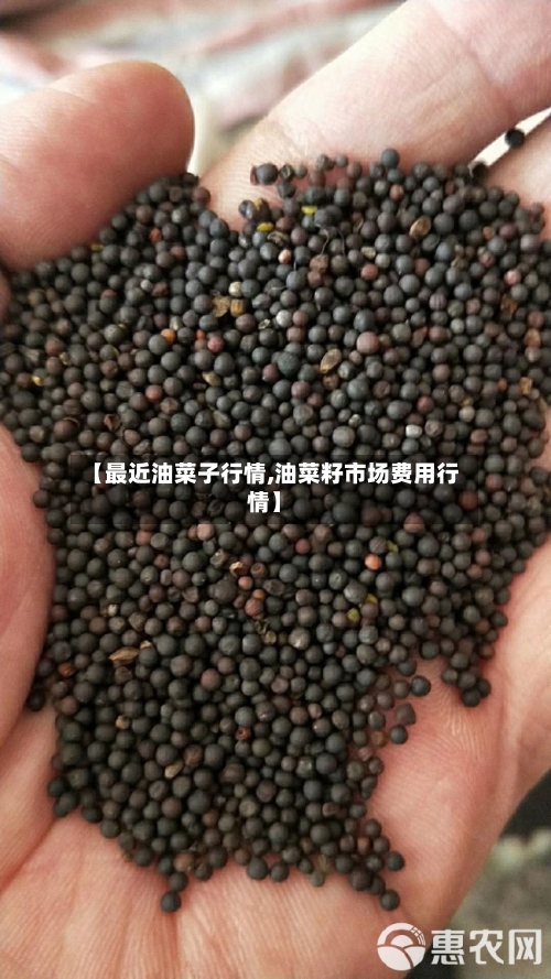 【最近油菜子行情,油菜籽市场费用行情】-第2张图片