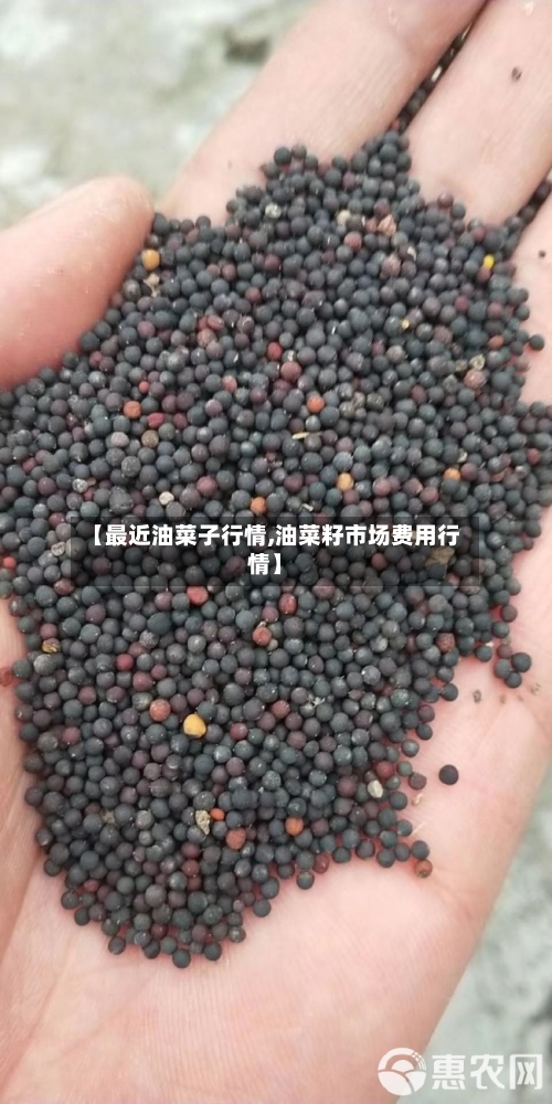 【最近油菜子行情,油菜籽市场费用行情】-第3张图片