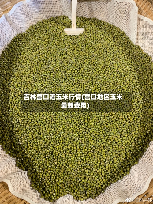 吉林营口港玉米行情(营口地区玉米最新费用)